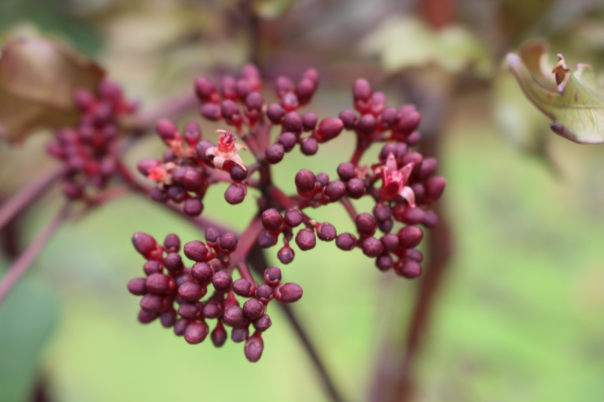 Leea guineensis G.Don